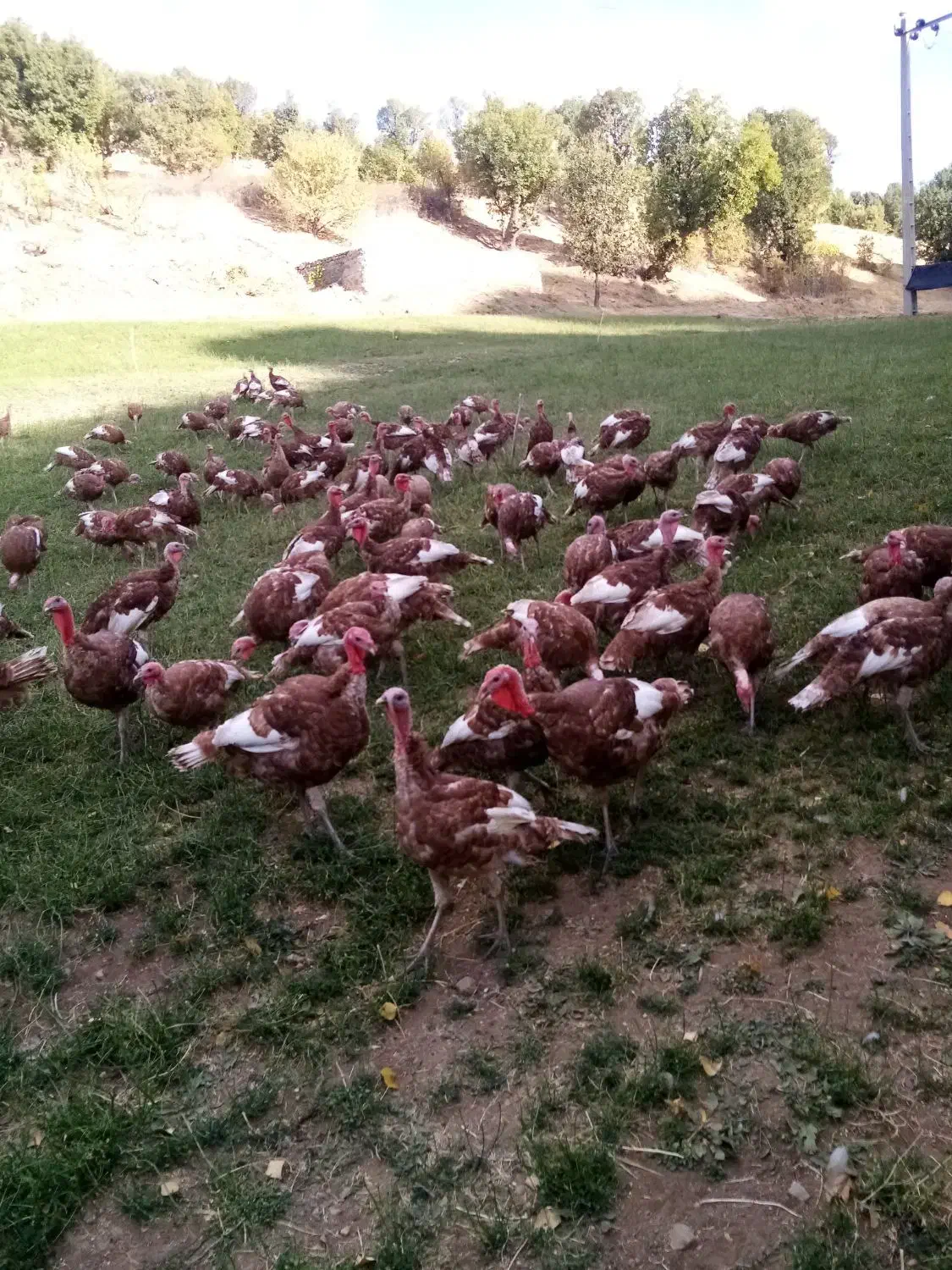 بوقلمون نر|حیوانات مزرعه|بانه, |دیوار