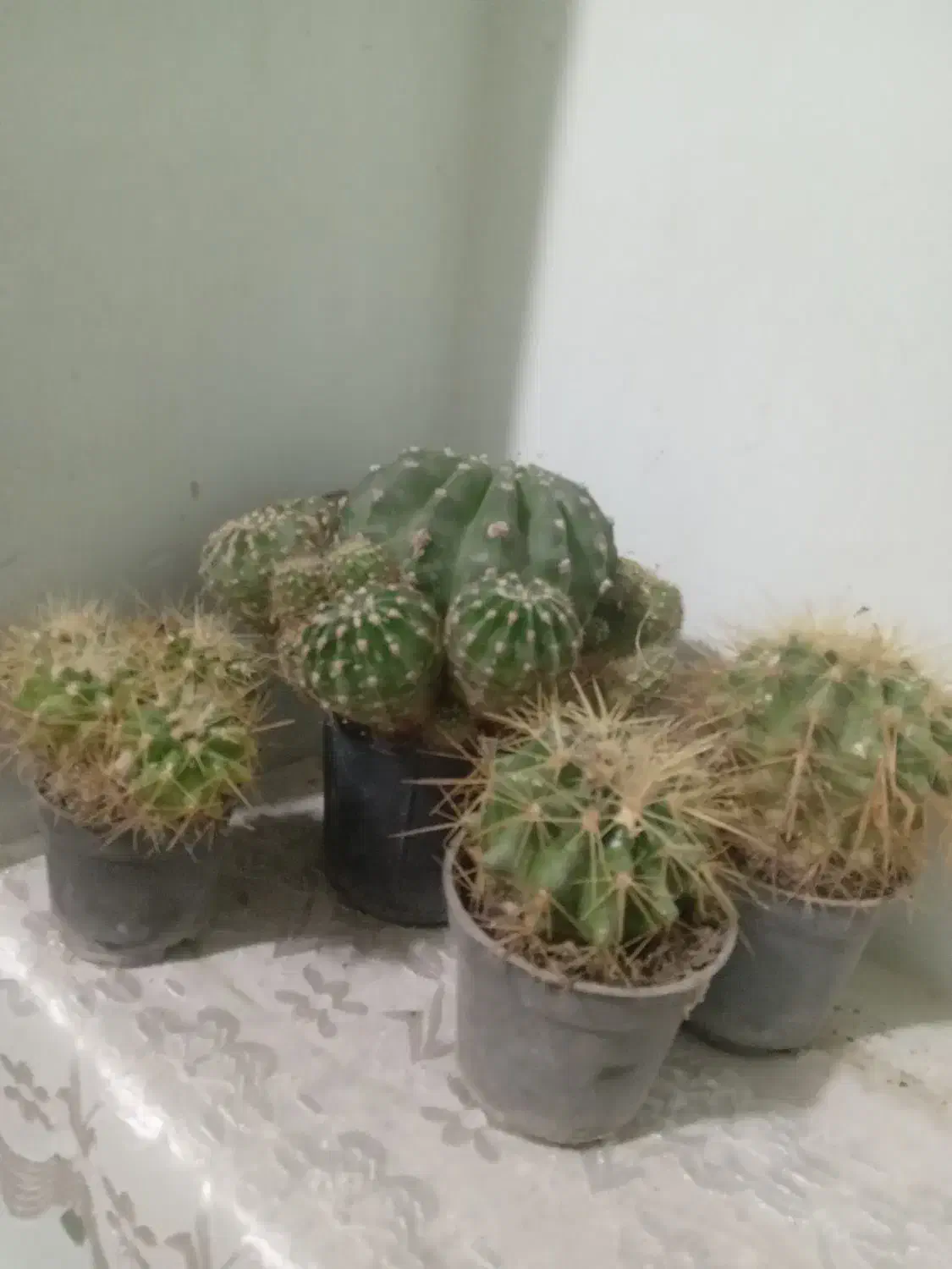 گل کاکتوس|گل و گیاه طبیعی|قوچان, |دیوار