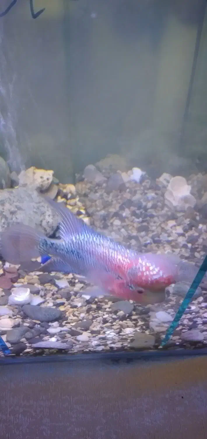 فلاور تایلندی رد دراگون و زدزد|ماهی|تهران, شهرک کوهسار|دیوار