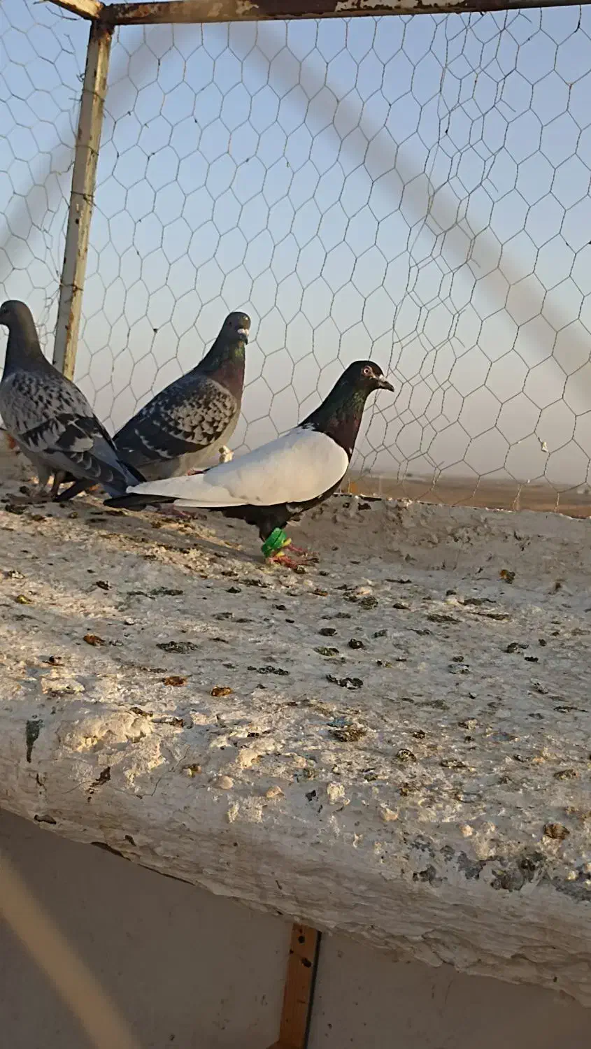 10تا کفتر بم فریمان|پرنده|قلندر آباد, |دیوار