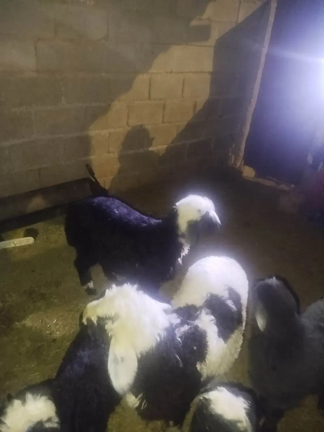 6 عدد بره 1 کهره|حیوانات مزرعه|داراب, |دیوار