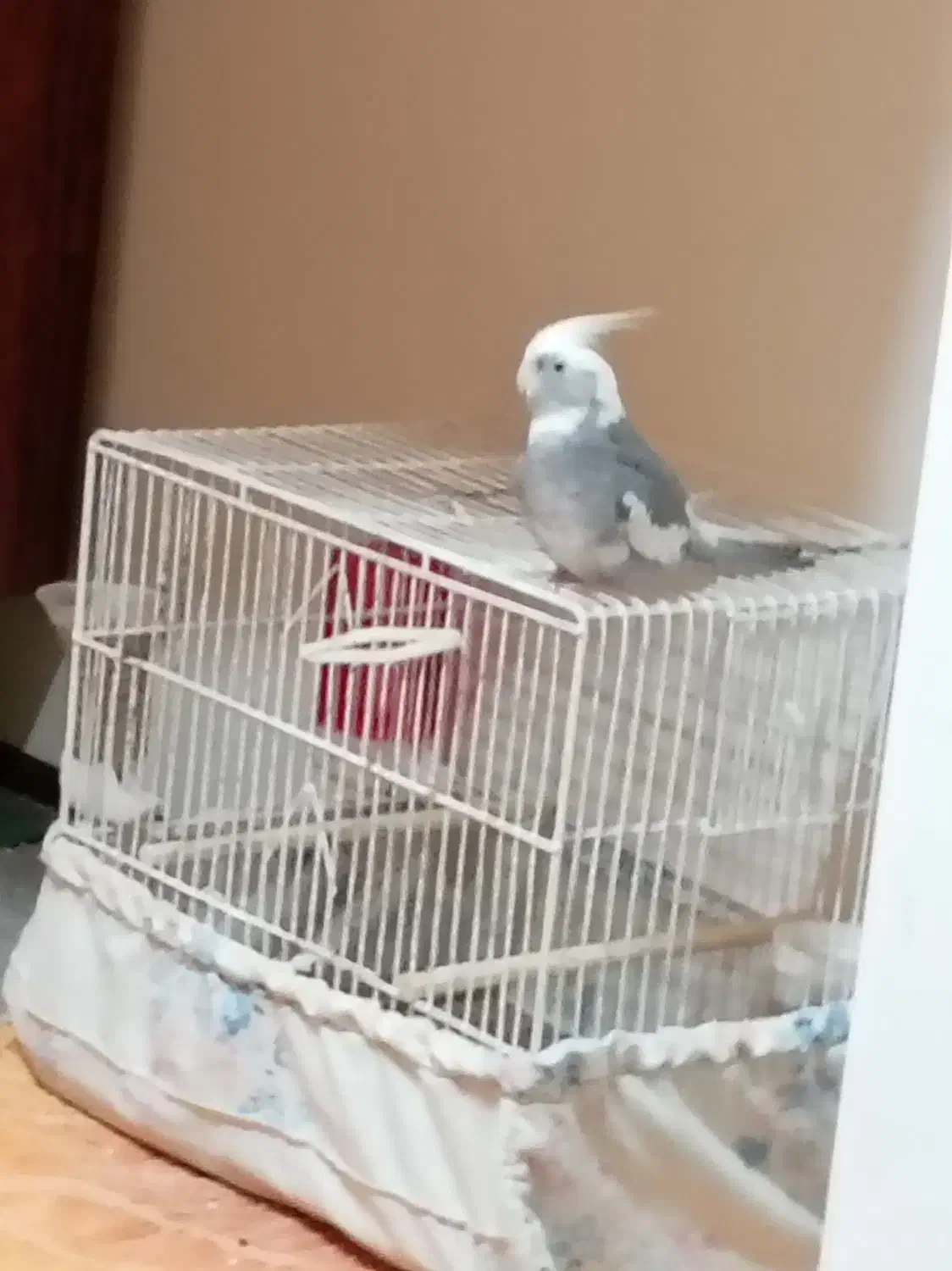 معاوضه یا فروش عروس هلندی نر|پرنده|بندر ماهشهر, |دیوار