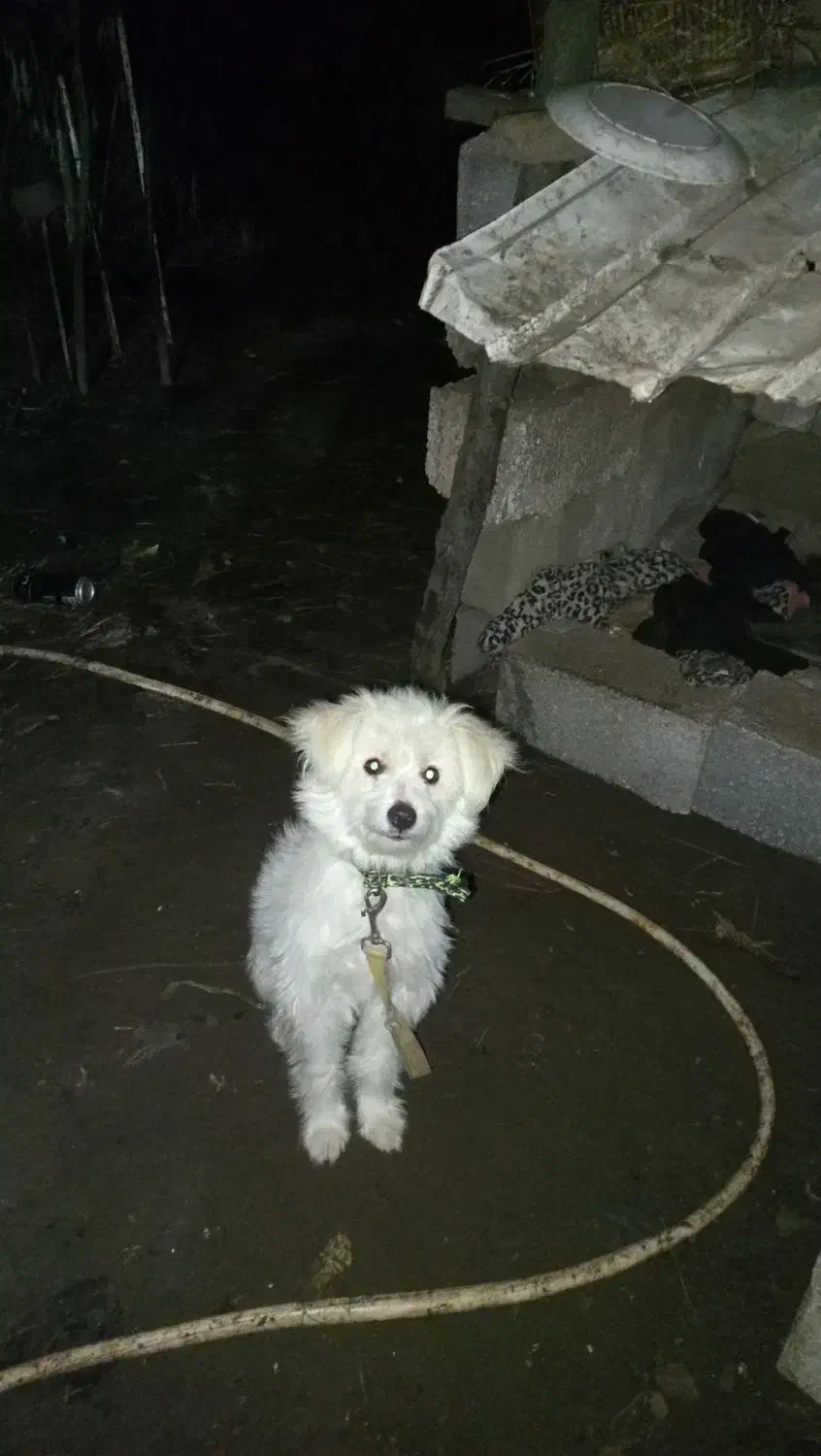 شیتزو تریر|سگ|رودسر, |دیوار