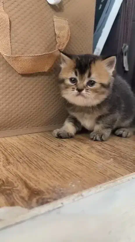 گربه آپارتمانی|گربه|شیراز, فرهنگ شهر|دیوار