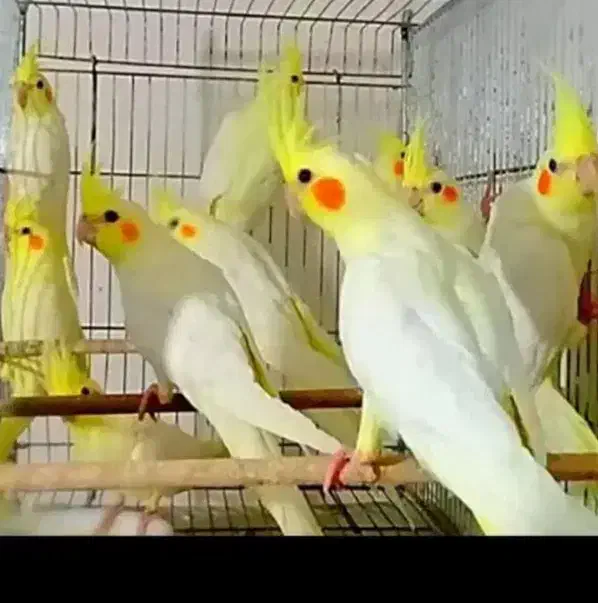 دنیای پرنده قیمت عمده|پرنده|کرمانشاه, |دیوار