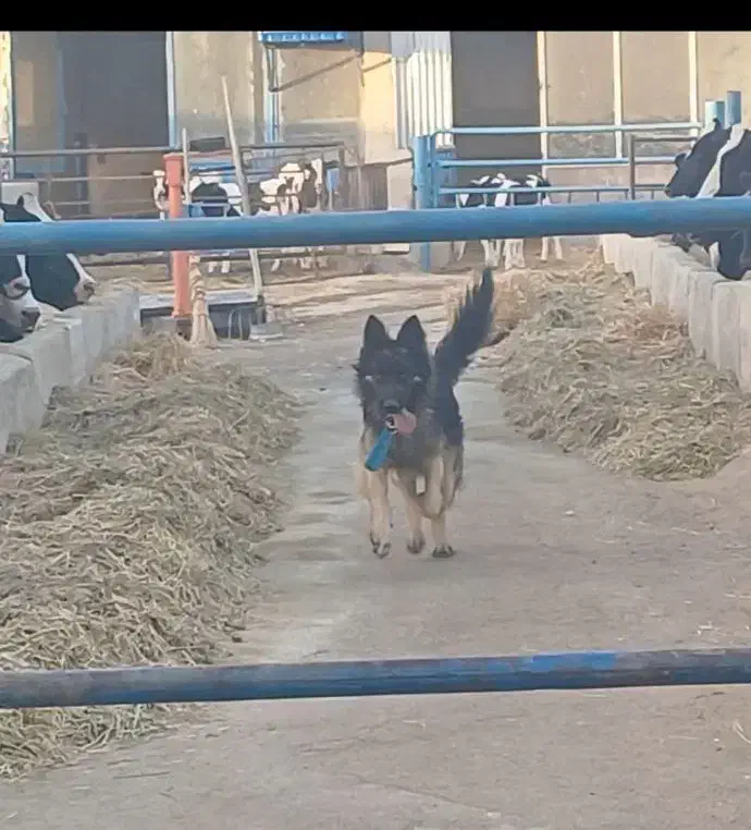 سگ ژرمن شولاین موبلند|سگ|حبیب آباد, |دیوار