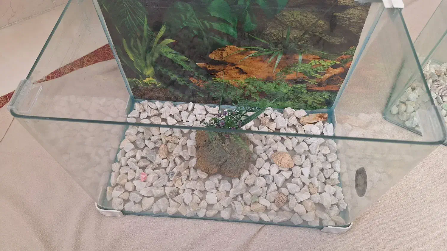 ماهی کوپی واکواریوم شیشه خم|ماهی|زنجان, |دیوار