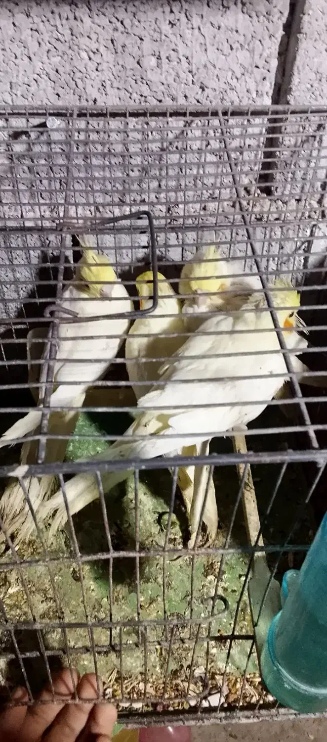 عروس هلندی،سرلاکی،دونخور،بالغ و جفت،اب پخش|پرنده|آبپخش, |دیوار