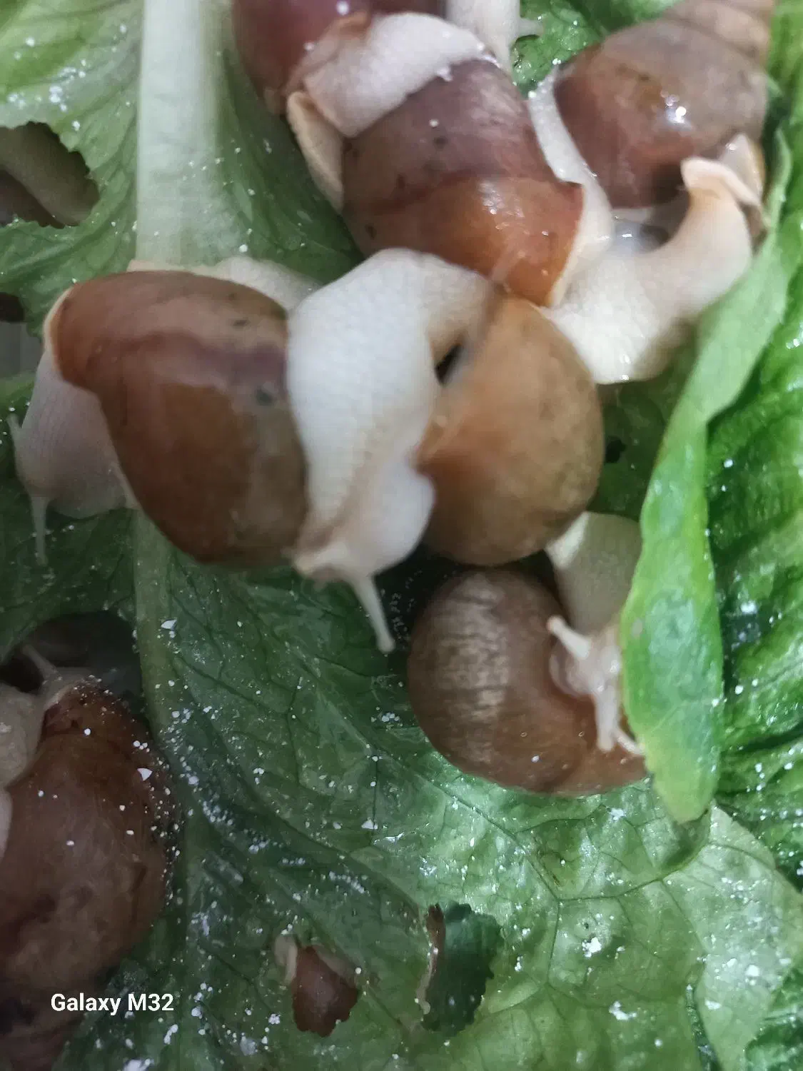 حلزون|خزنده|اسلام‌شهر, شهرک قائمیه|دیوار