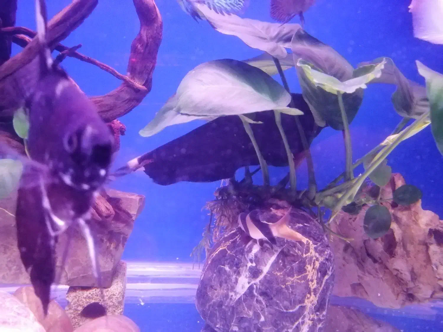 ماهی بلک گوست|ماهی|تهران, اقدسیه|دیوار