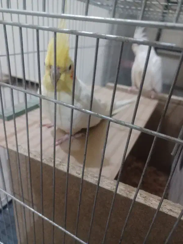 عروس هلندی|پرنده|شیراز, شهرک مهدیه|دیوار