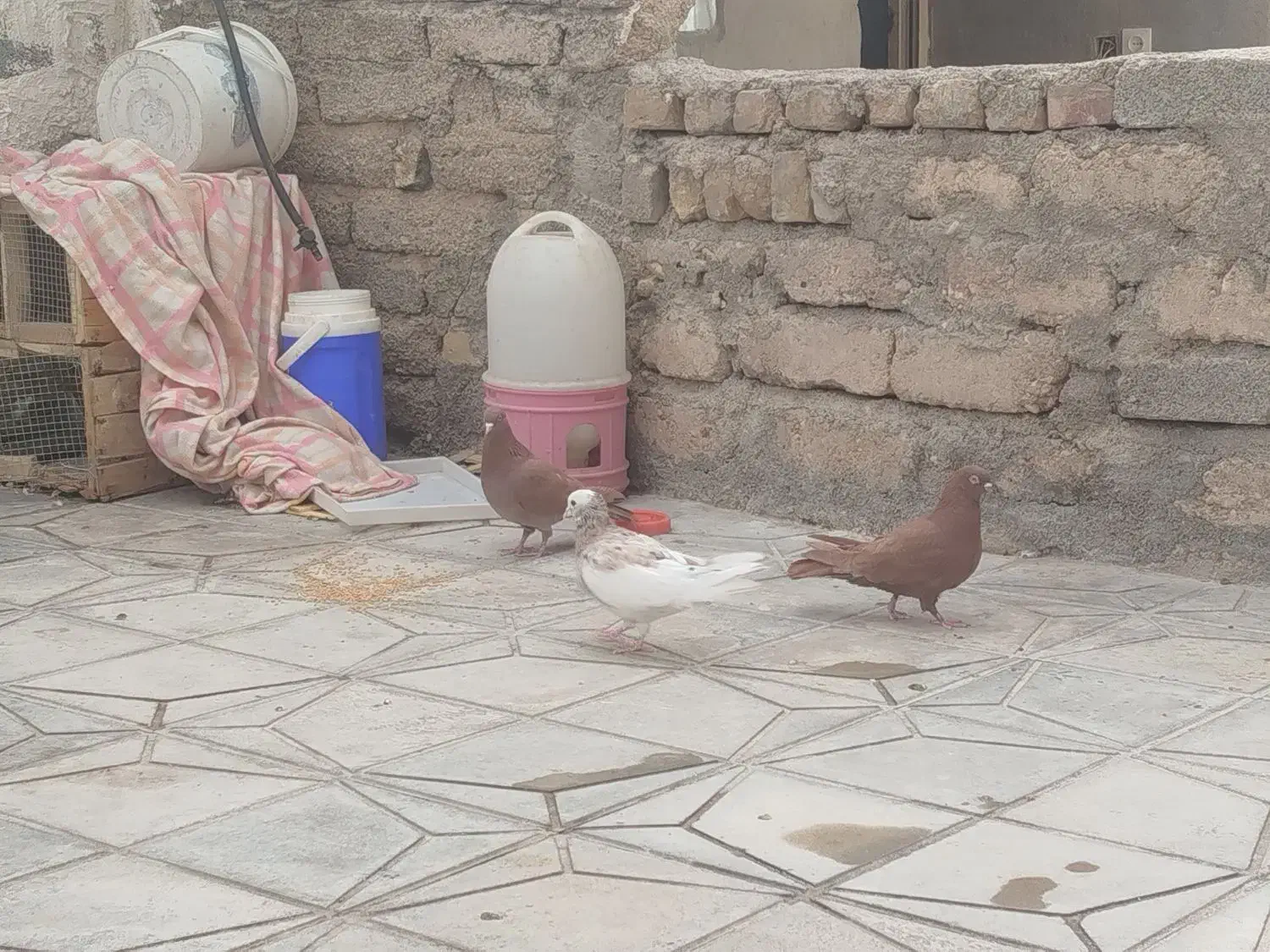 فروش تعدادی سرخ وطوقی|پرنده|داراب, |دیوار