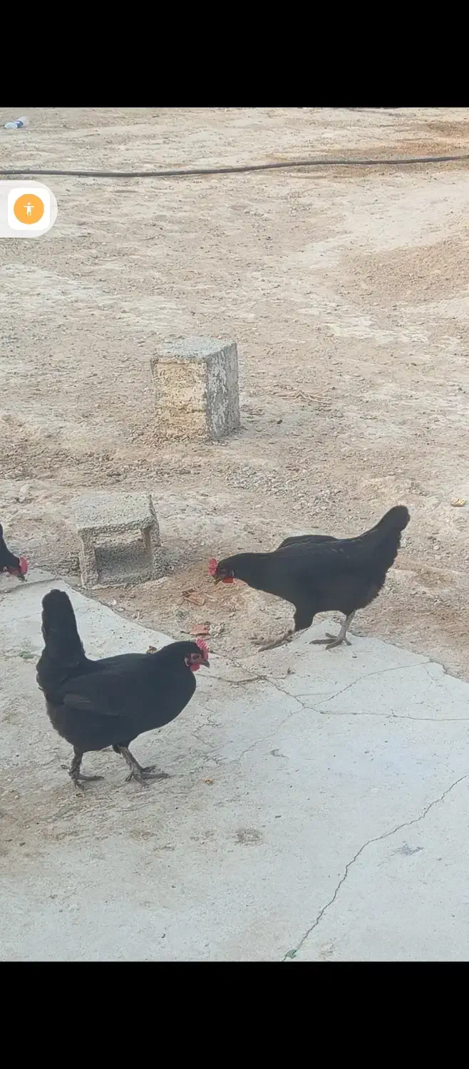 مرغ محلی اصل|حیوانات مزرعه|آبپخش, |دیوار