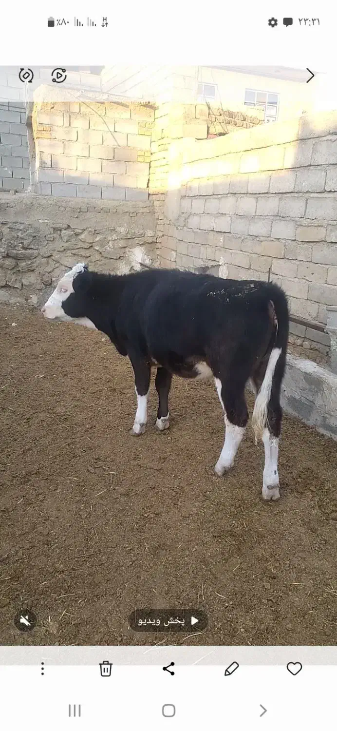 اصل هلشتاین.سیمینتال ماده|حیوانات مزرعه|زرین دشت (همدان), |دیوار