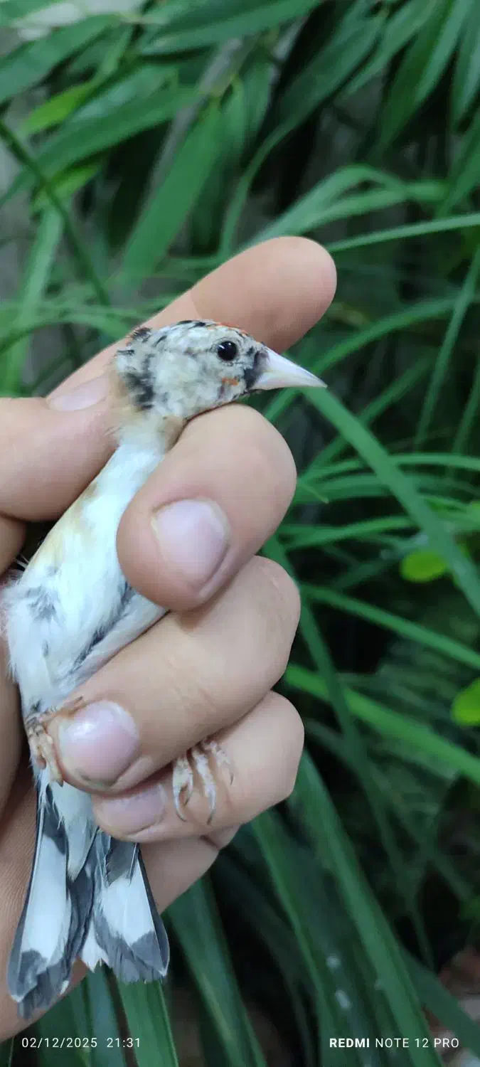 جوجه سهره نر|پرنده|تبریز, |دیوار