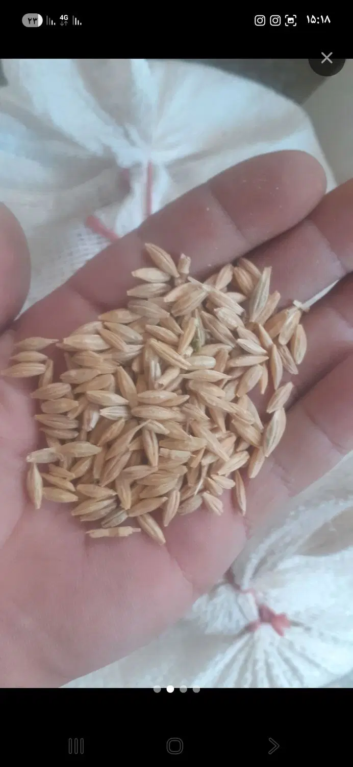 جو دیم|خدمات باغبانی و درختکاری|شهرکرد, |دیوار