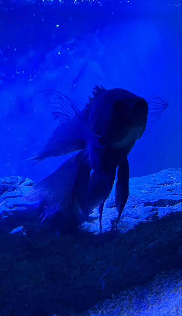 اسکار سلطنتی سوپرباله بلند و اسکار مسی|ماهی|تربت‌حیدریه, ۴۵ متری|دیوار