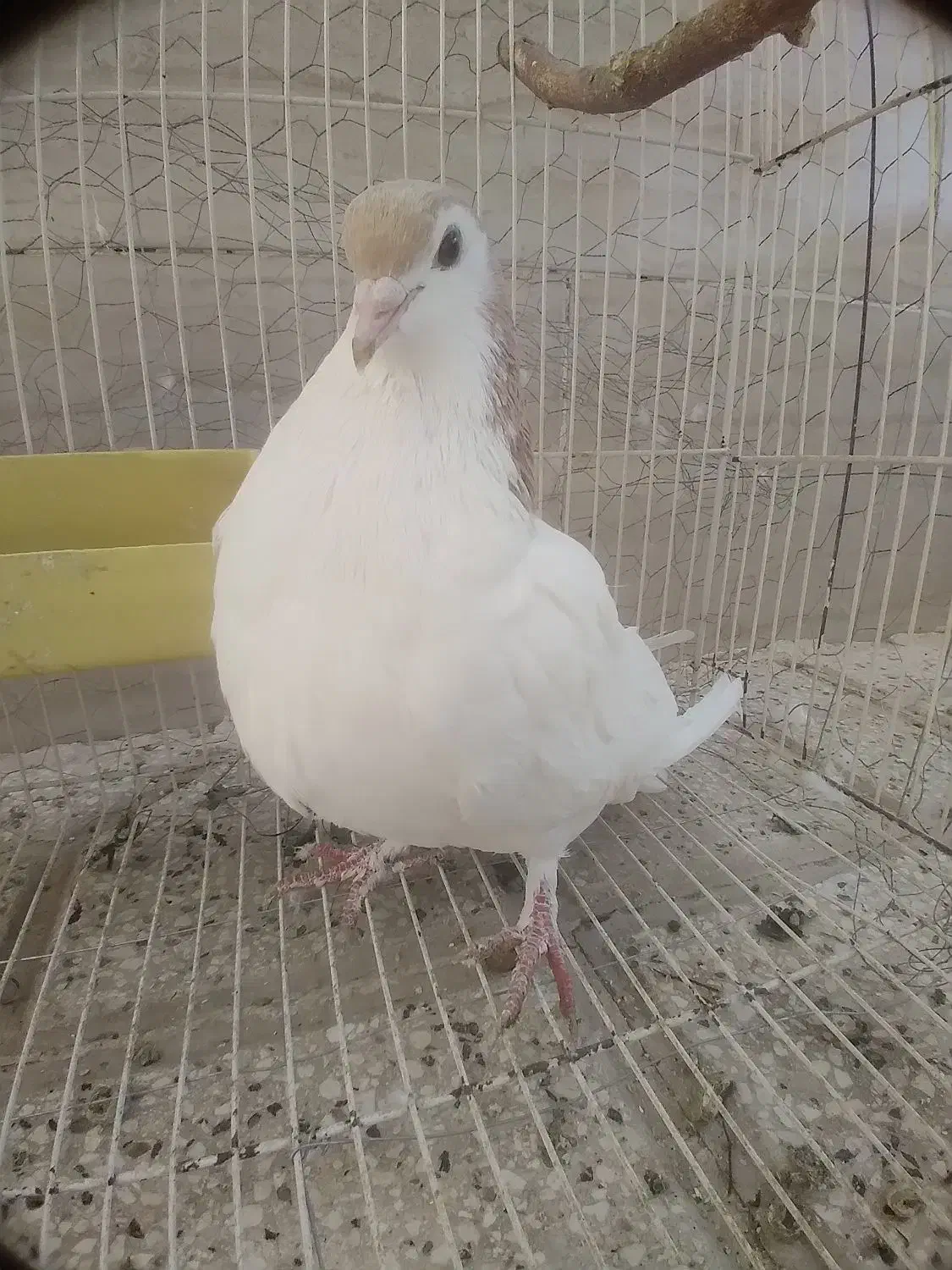 کفتر سرحال|پرنده|نیشابور, شهید بهشتی|دیوار