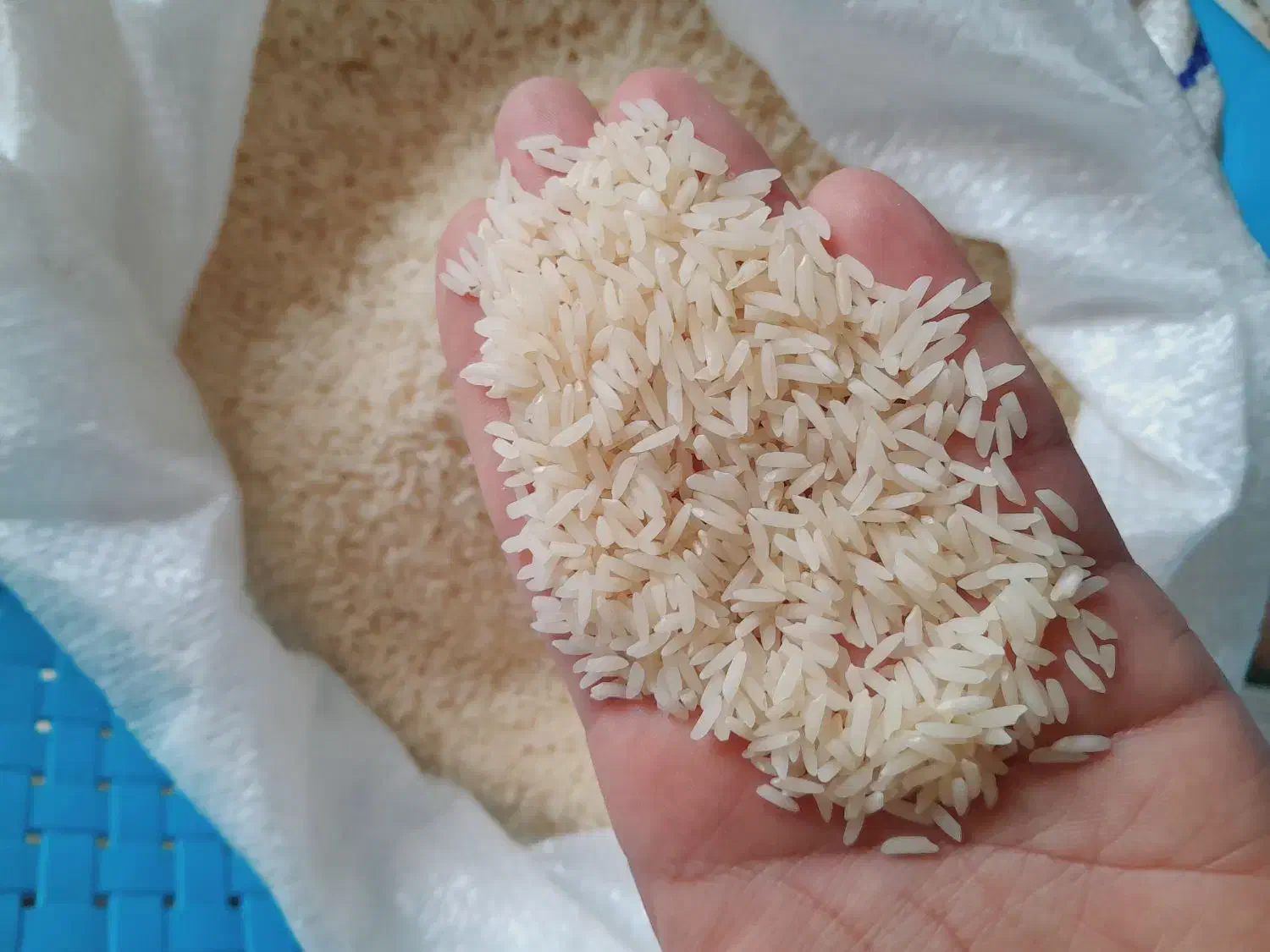 برنج ارگانیک محلی|خوردنی و آشامیدنی|رشت, معلولین|دیوار