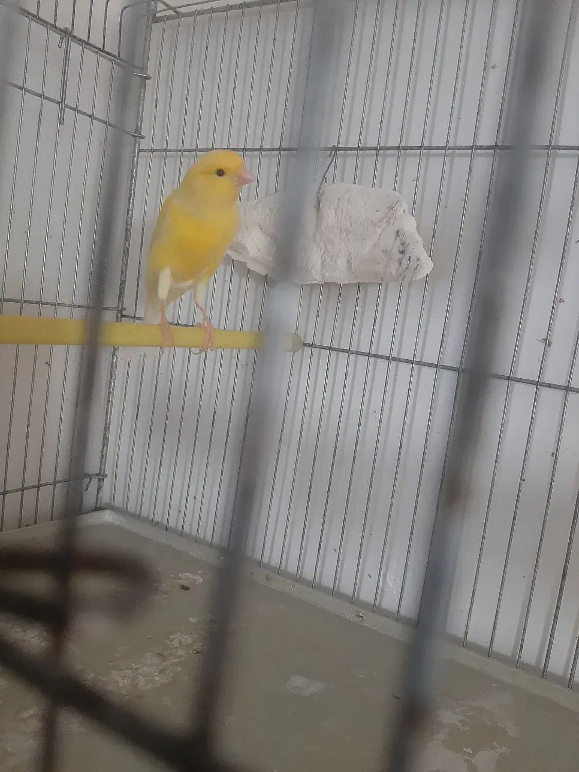 تعدادی قناری ماده|پرنده|ابهر, |دیوار