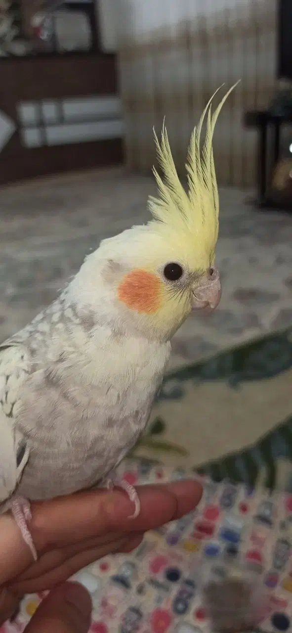 پرنده|پرنده|کنگاور, |دیوار