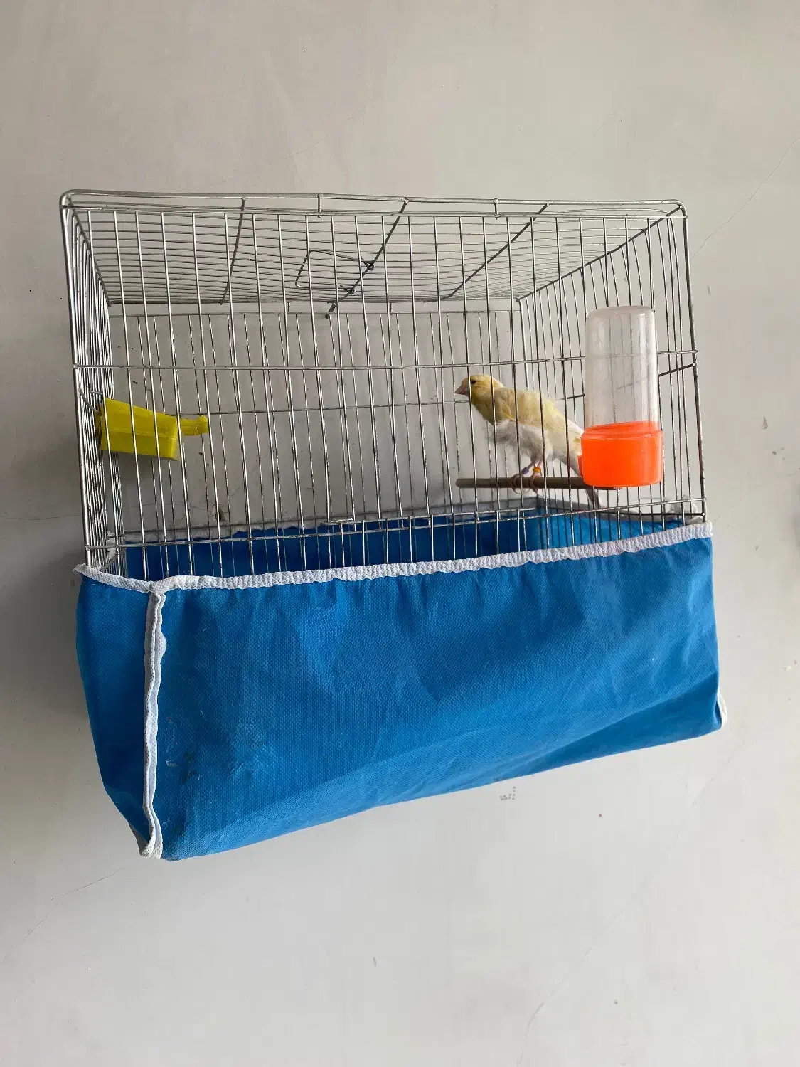 قناری|پرنده|بافت, |دیوار