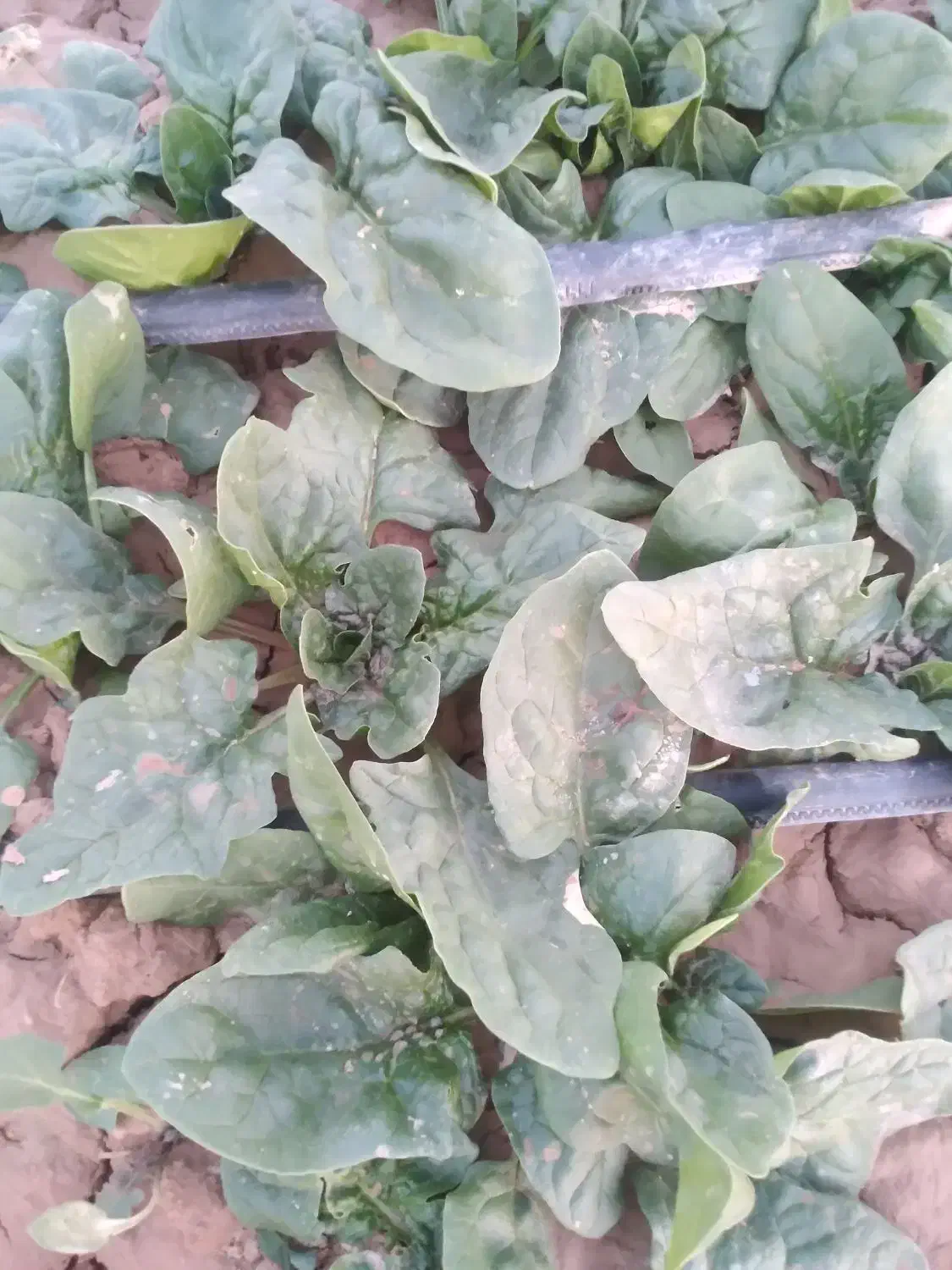 شوید و اسفناج درجه ۱ساقه کوتاه در محل کیلو ۴۵|خوردنی و آشامیدنی|شاهرود, |دیوار