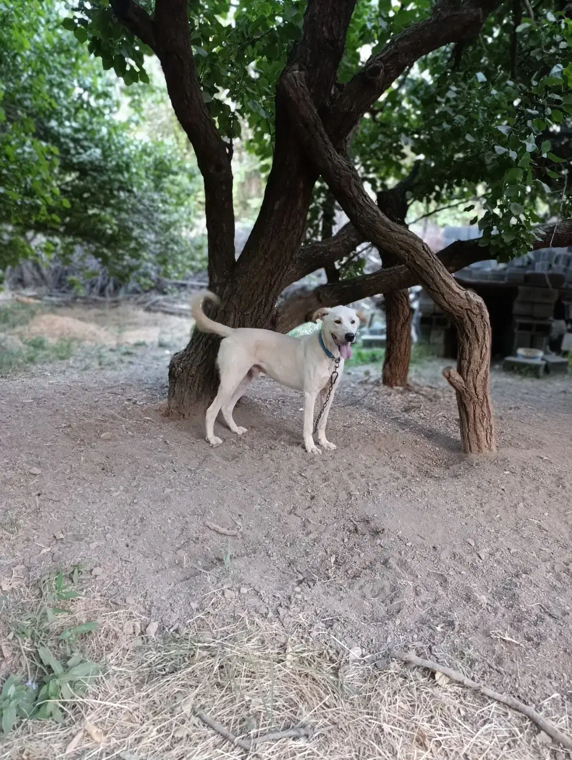 سگ گمشده|سگ|سنندج, |دیوار