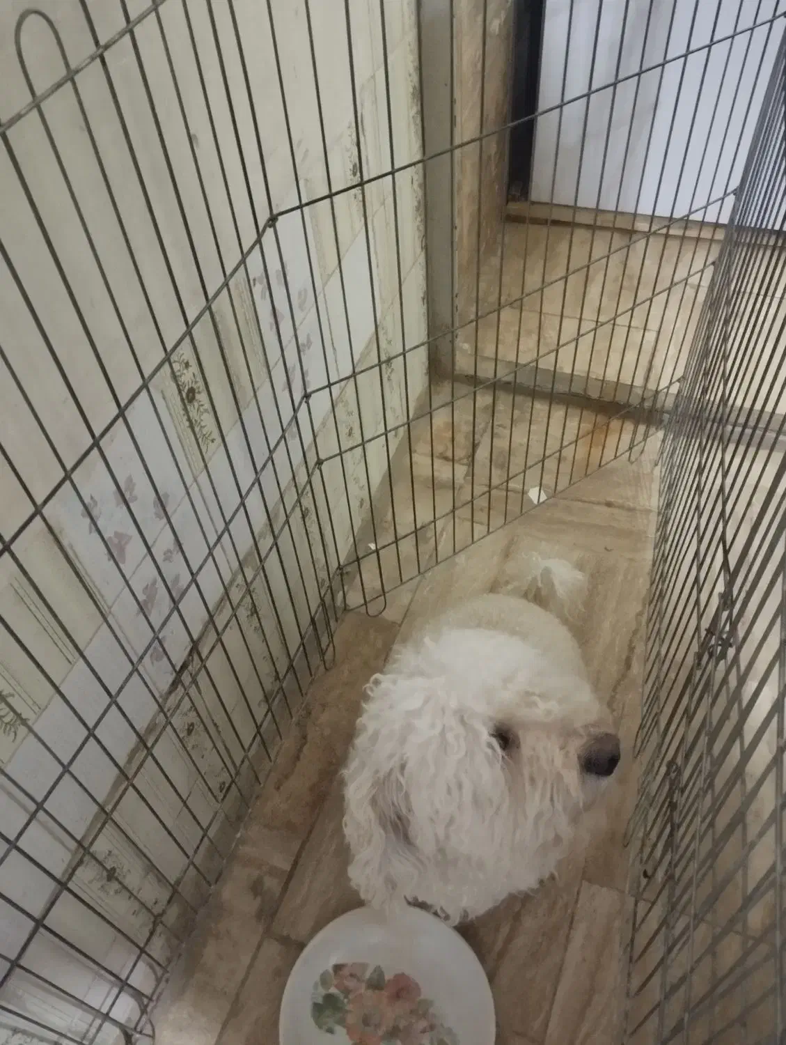 سگ پودل|سگ|تهران, ترمینال غرب|دیوار