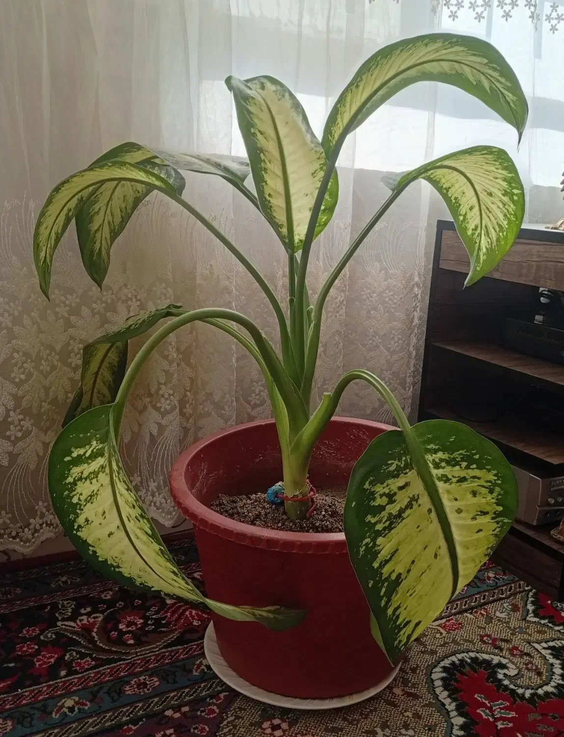 گل های زیبا|گل و گیاه طبیعی|اشترینان, |دیوار