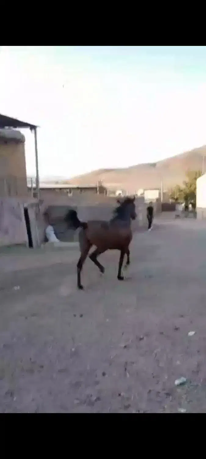 فروش کره اسب مادیان سن ۲ سال نیم نژاد درشور|اسب و تجهیزات اسبسواری|ملایر, |دیوار