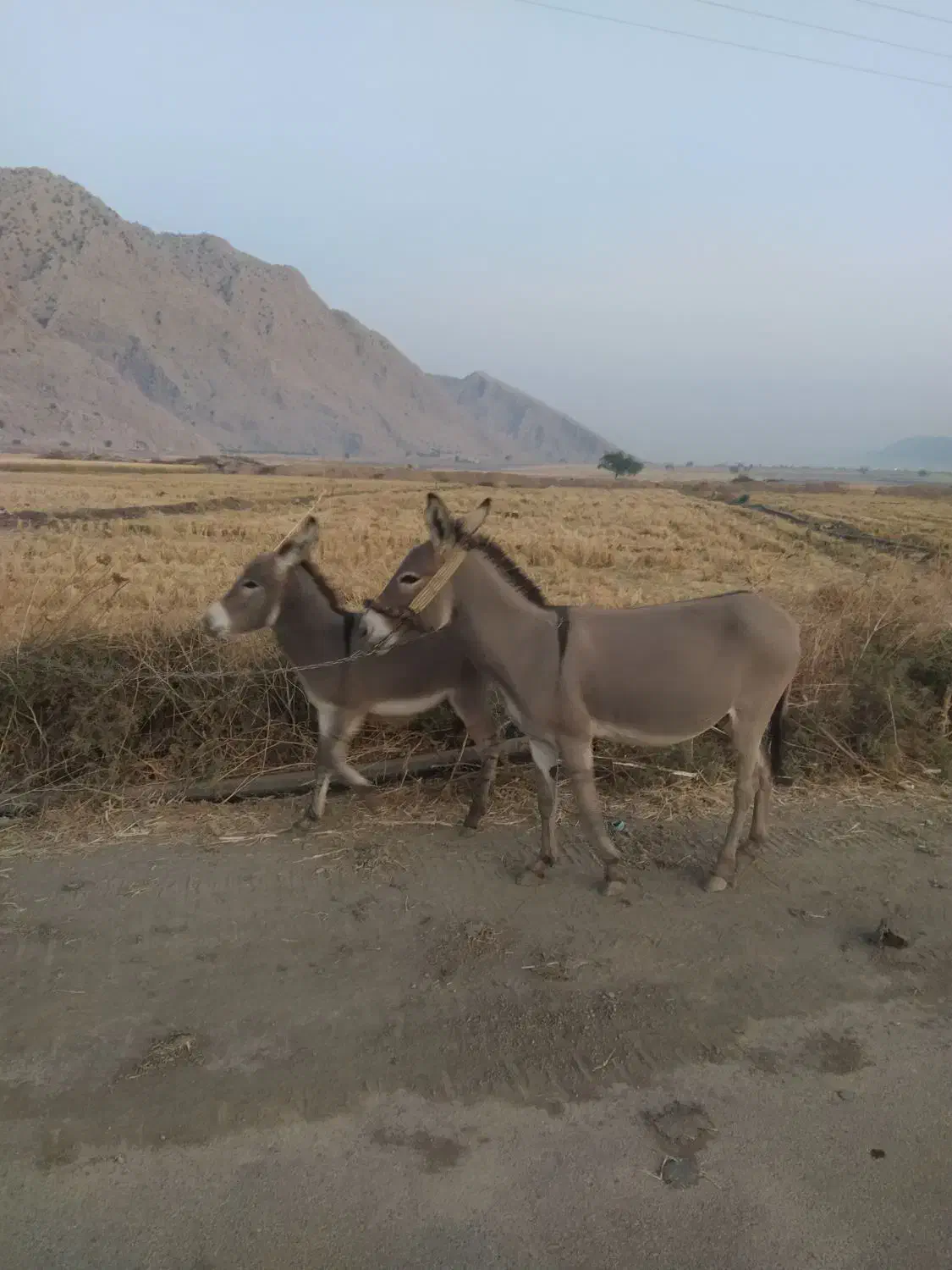 خر ماده دوتا|حیوانات مزرعه|باشت, |دیوار