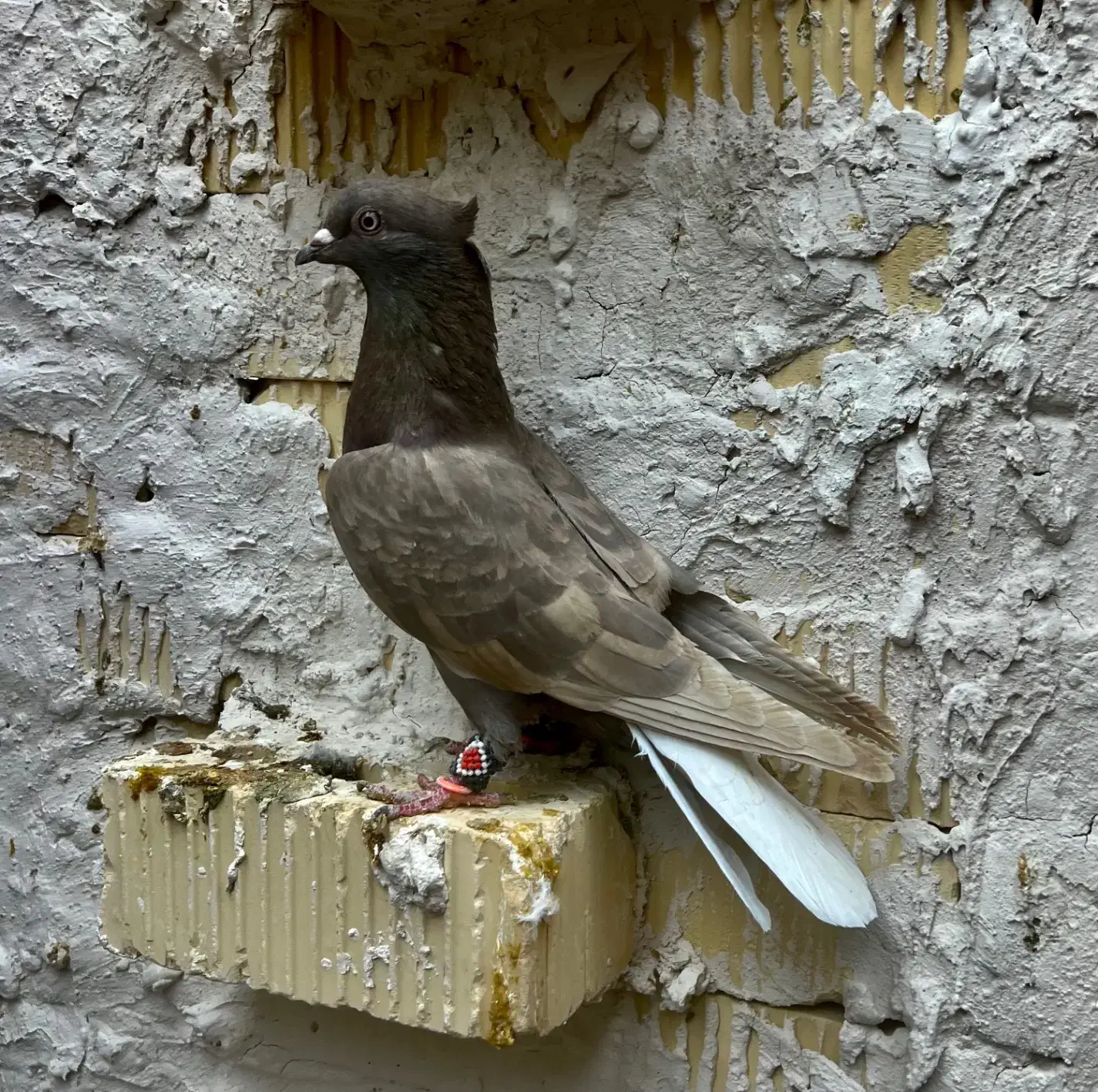 قهوه ای دمسفید ماده بشرط تخموجوجه|پرنده|شیراز, حومه شیراز|دیوار