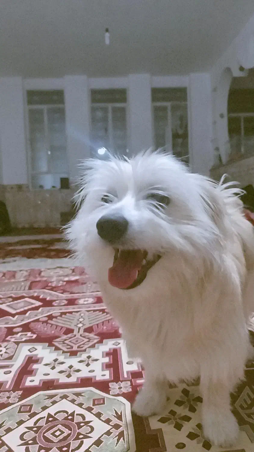 فروش سگ اشپیتز|سگ|یاسوج, |دیوار