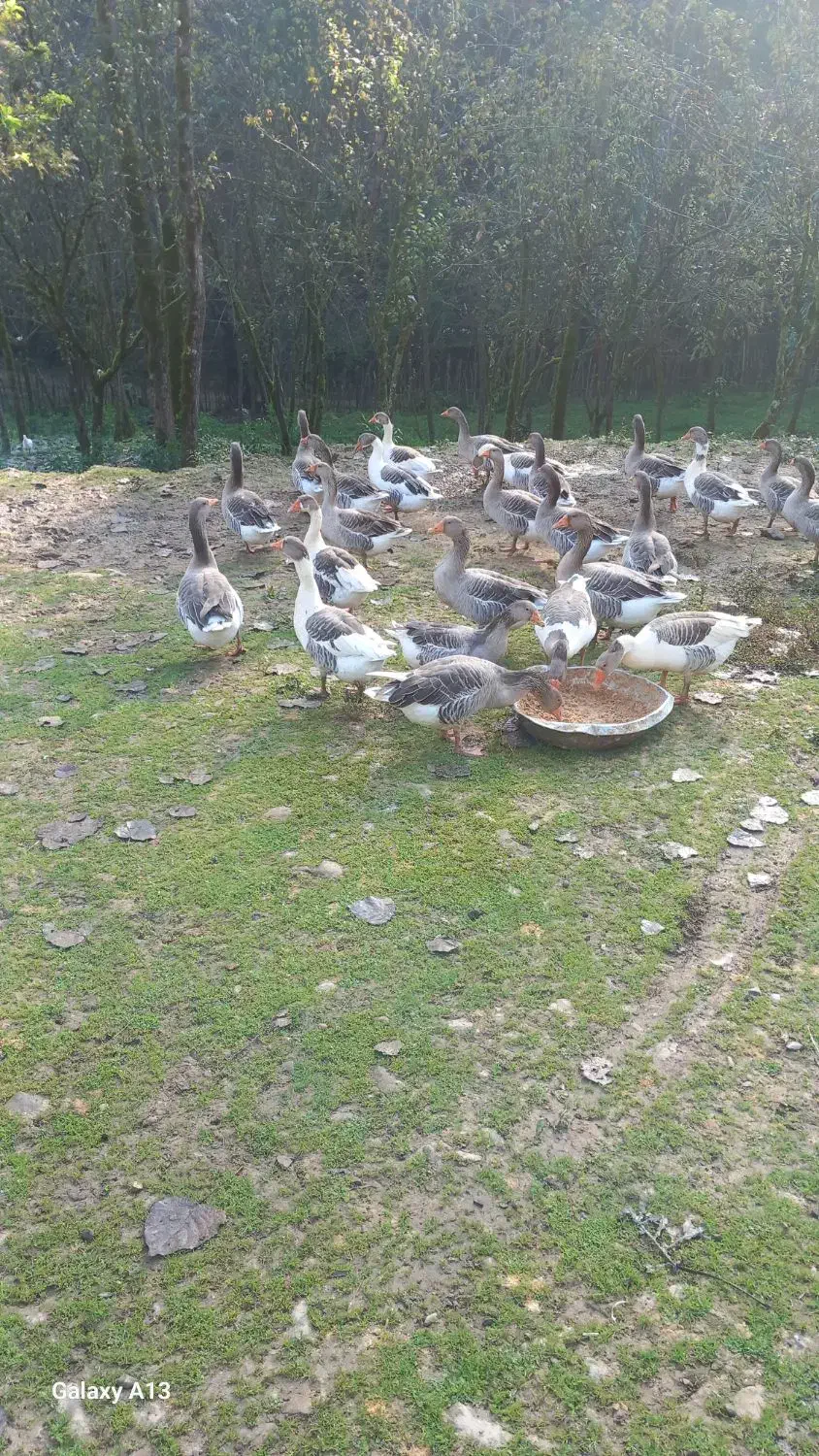 فروش غاز|حیوانات مزرعه|سیاهکل, |دیوار