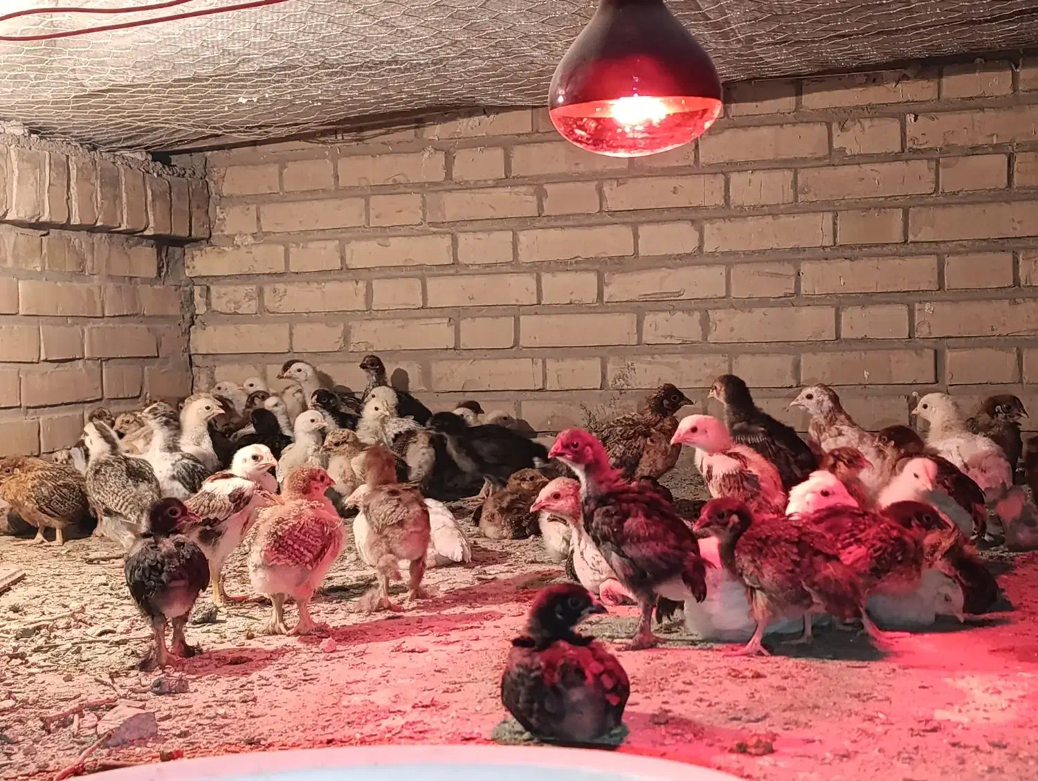 جوجه مرغ پاپر|حیوانات مزرعه|بافق, |دیوار