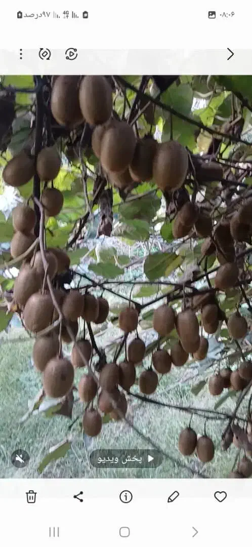 کیوی درجه یک سر درختی|عمدهفروشی|رشت, نامجو|دیوار