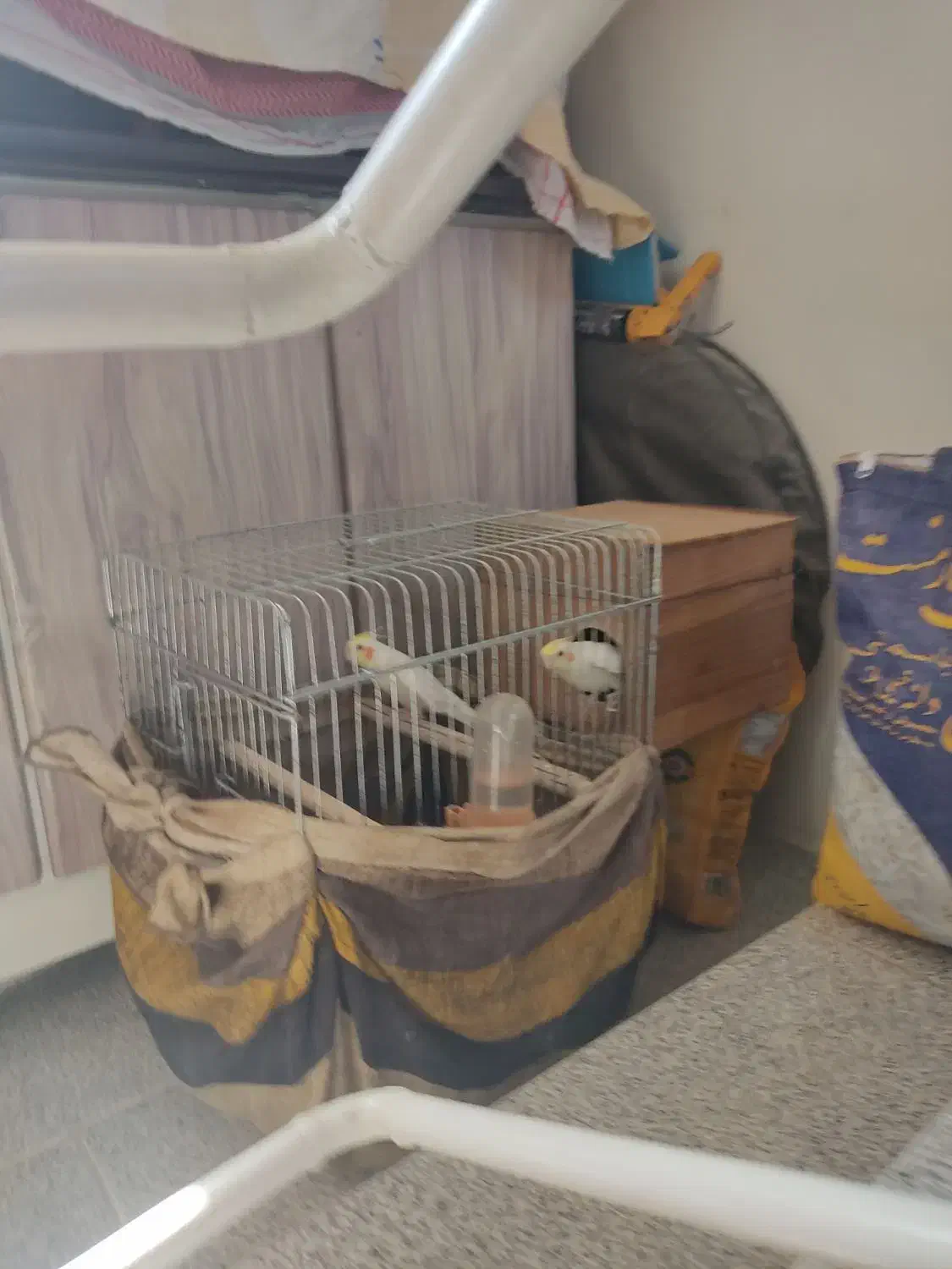 جفت عروس هلندی لوتینو|پرنده|باغ بهادران, |دیوار