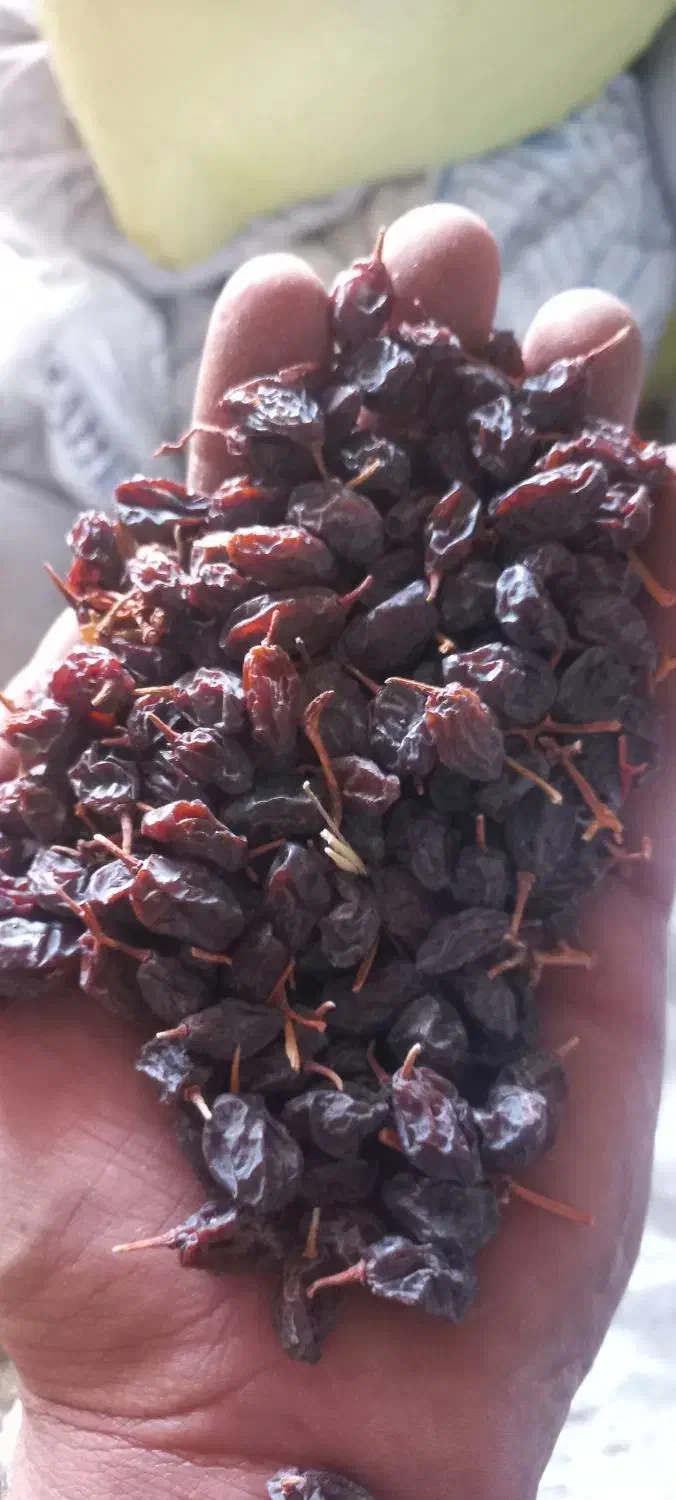 کشمش مویز آفتابی|خوردنی و آشامیدنی|نجفآباد, حومه نجف آباد|دیوار