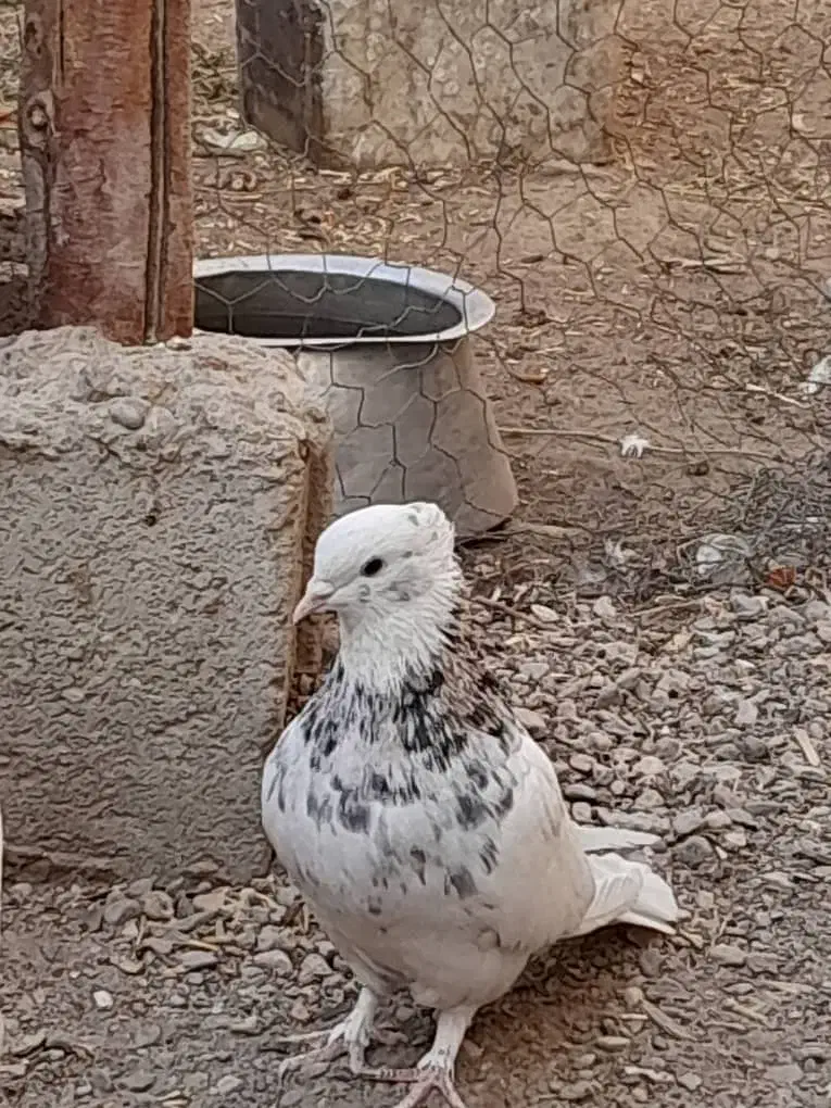 کفتر طوقی|پرنده|نی‌ریز, |دیوار