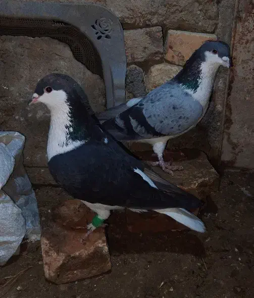 دوتا کفتر رنگه درجه یک|پرنده|چناران, |دیوار