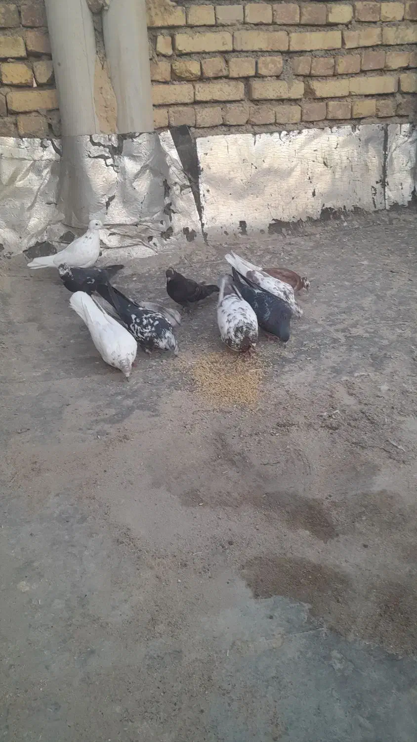 کفتر|پرنده|قره چای, |دیوار