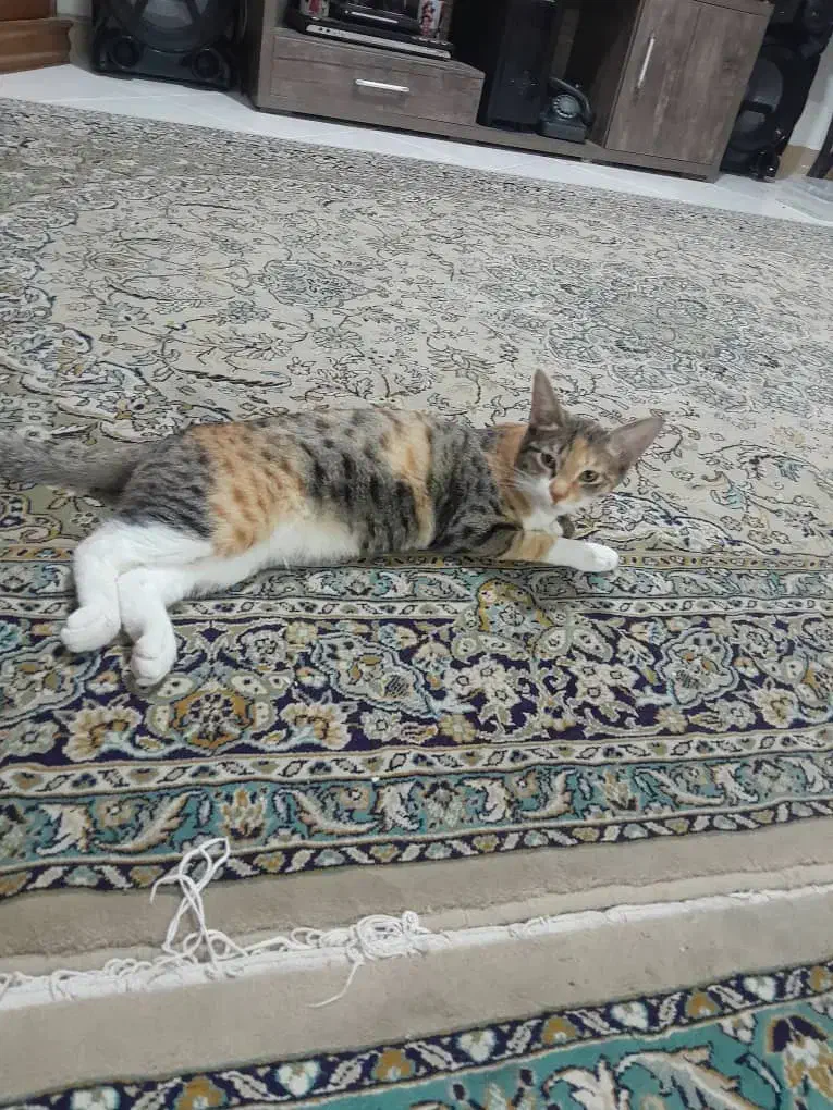 واگذاری رایگان سه عدد گربه خانگی|گربه|هشتگرد, فاز ۱ مهستان|دیوار