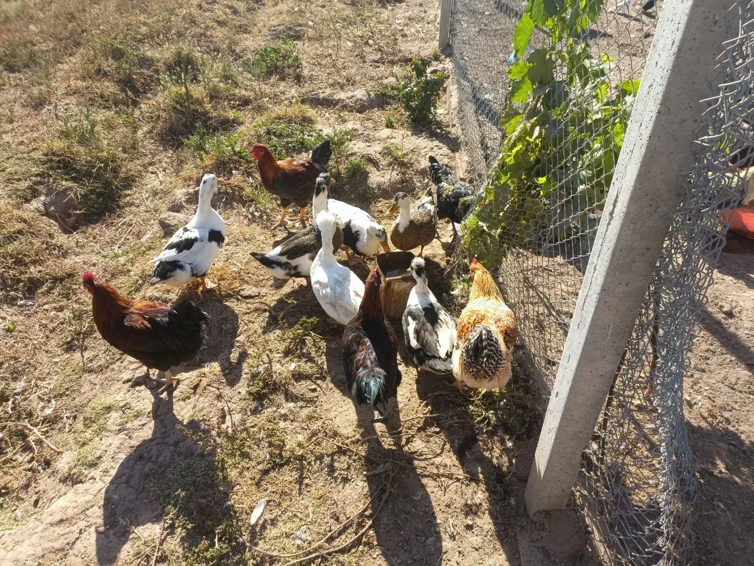 اردک کاکولی تاجدار ۲ تا نر و ۴ ماده خوشرنگ|حیوانات مزرعه|شاهین دژ, |دیوار