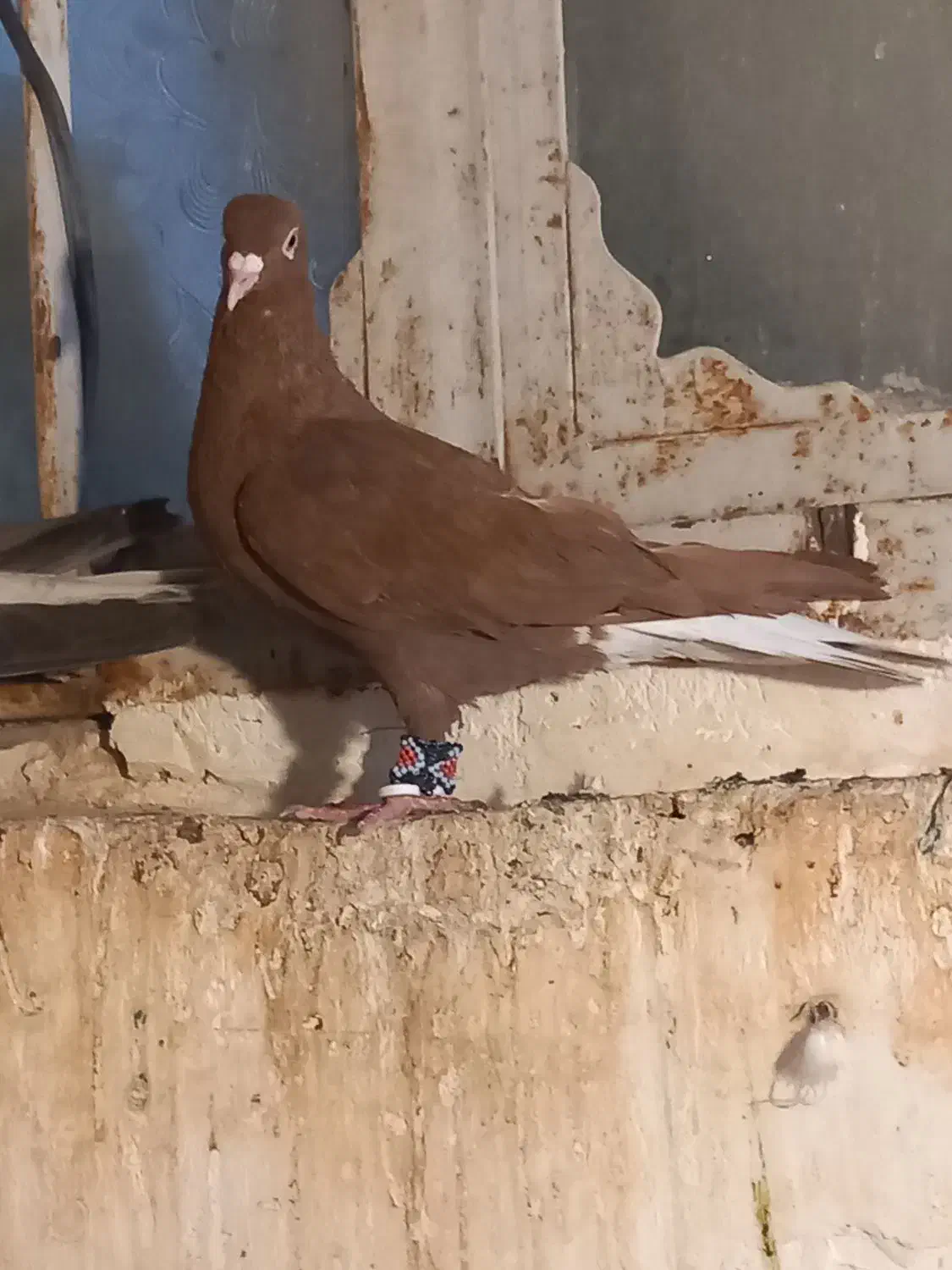 کفتر رنگی|پرنده|دزفول, |دیوار