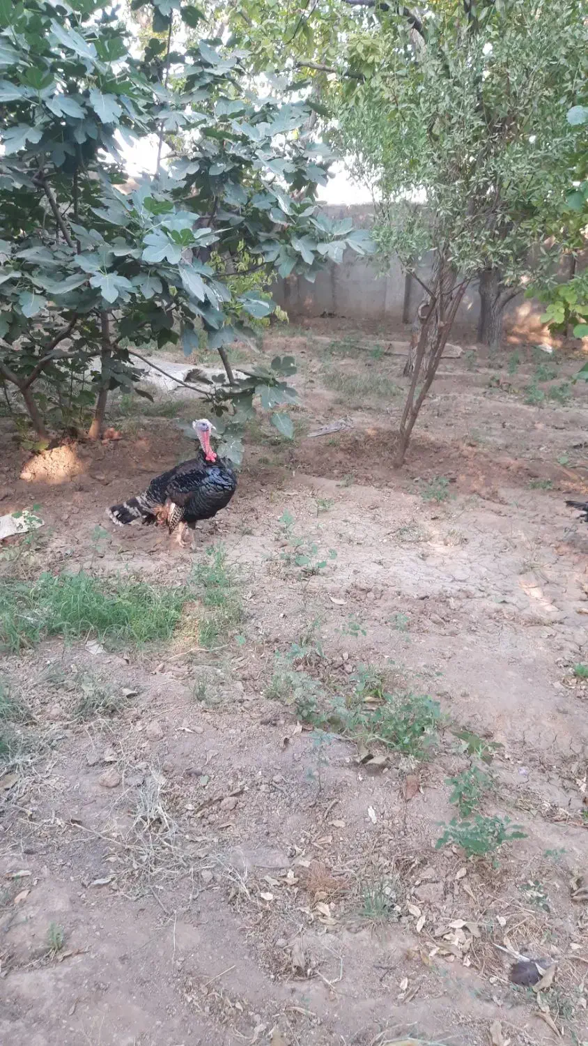 بوقلمون جفت مولد|حیوانات مزرعه|کرج, بنیاد|دیوار