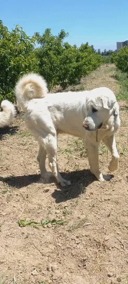 سگ عراقی از نسل تمیرچین قهرمان|سگ|ماهدشت, |دیوار