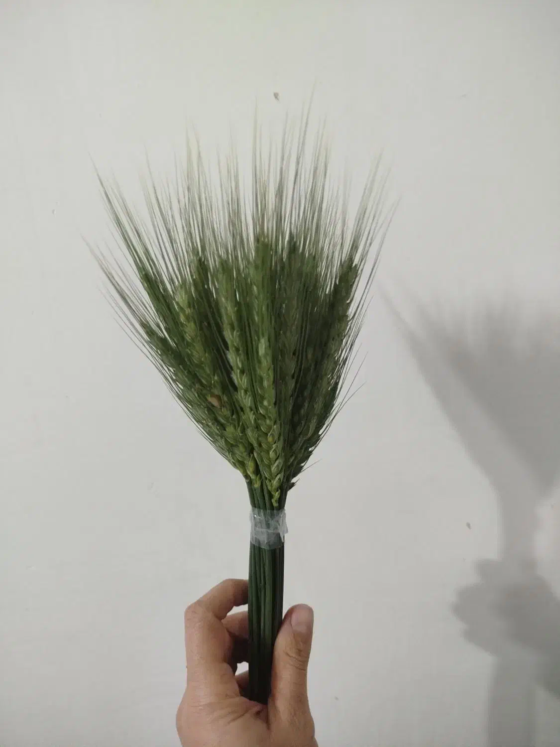 گندم|گل و گیاه طبیعی|فولادشهر, مسکن مهر فولادشهر|دیوار