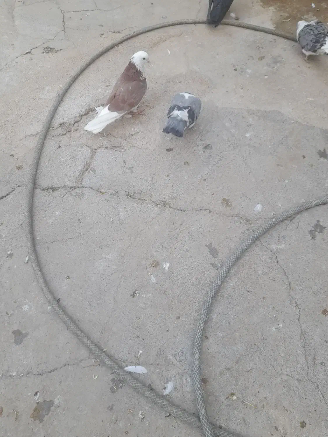 کبوتر شازده سبز|پرنده|شاهین دژ, |دیوار