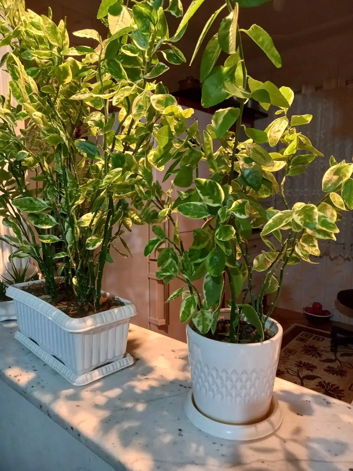 فروش گل اپارتمانی|گل و گیاه طبیعی|مینودشت, |دیوار